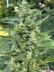 Super Wreck feminized seeds plant showing a dense green flowering cola covered in visible frosty trichomes and light pistils.