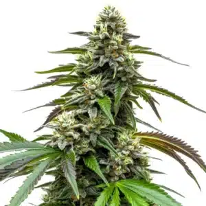 White LSD Auto bud with dense trichomes and lemony-green sugar leaves.