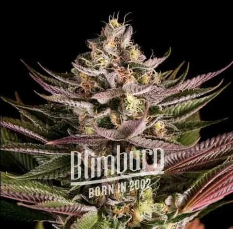 Blue Colombia Kush Marijuana Plant