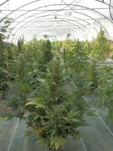 Rows of Haze Auto cannabis plants in a large-scale greenhouse cultivation environment.