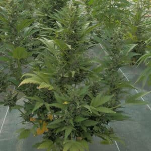 Full Haze Auto cannabis plant with elongated green buds and fan leaves in a cultivation setting.