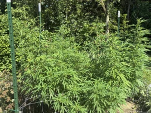 Tall Pineapple Express feminized seeds plant cultivated outdoors in full sun with support netting.