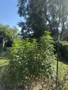 Pineapple Express feminized seeds plants growing outdoors in dense vegetative foliage with trellis support.