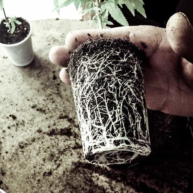 Roots Marijuana Plant