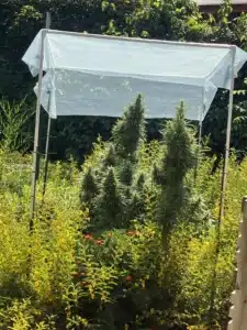 Super Wreck autoflower seeds plants growing outdoors in a sunny garden under a light protective shelter frame.