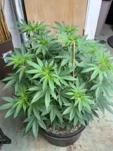 Vibrant green Acapulco gold feminized seeds cannabis plant in vegetative stage, growing in a large black pot with wooden stakes.