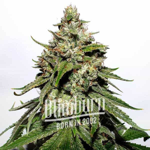 Chemdog Diesel Auto