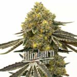 Critical x Fast Bud Auto