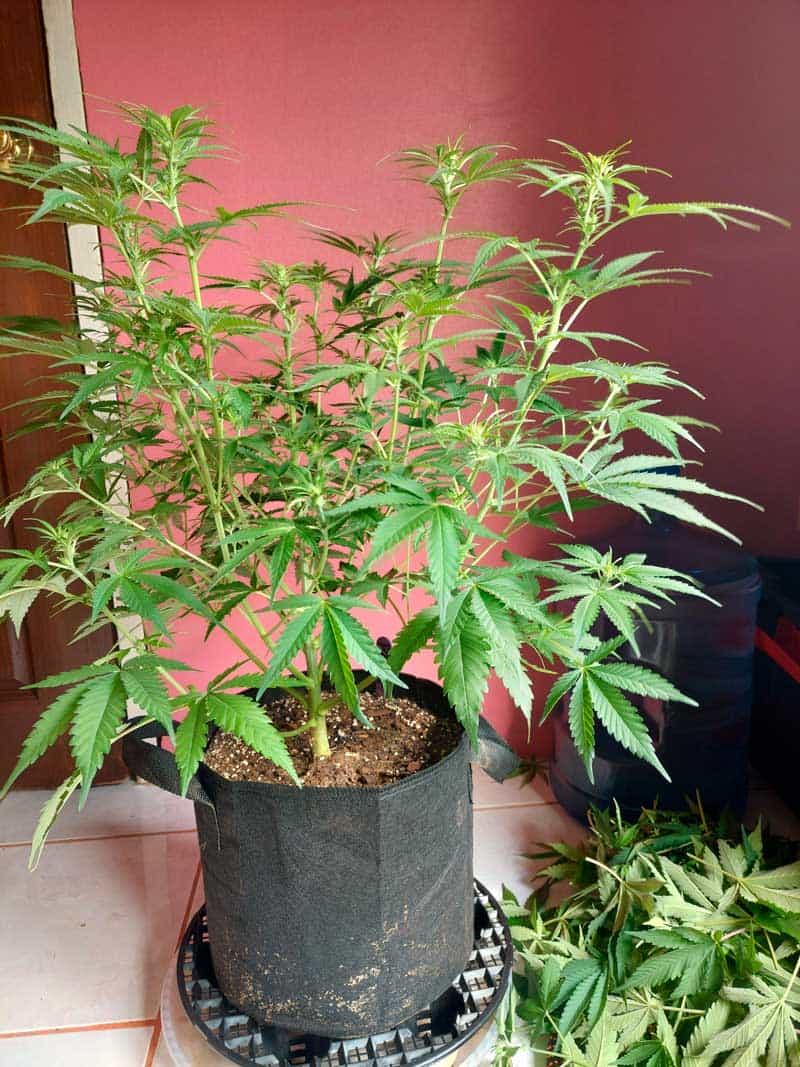 Mamba Negra CBD Growing Indoor