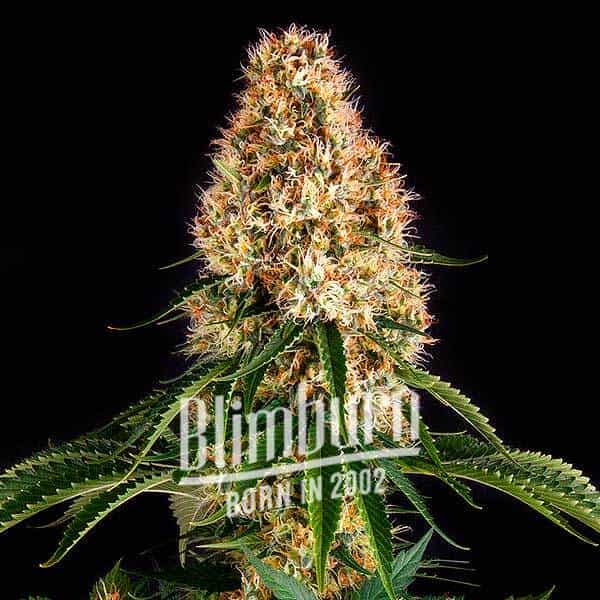 Orange Sherbet Auto Cannabis Seeds – Buy Orange Sherbet Strain