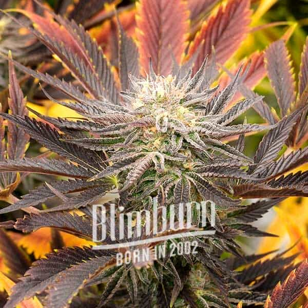 Red Skunk Kush Auto | 16% THC | Buy Autoflower Seeds