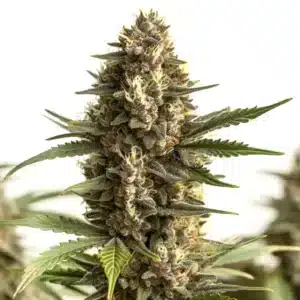 Scott OG cannabis cola loaded with resin and bright orange pistils.