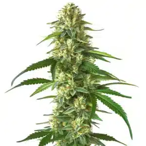 Skunk Kush cannabis flower displaying thick trichomes and indica-leaning structure.