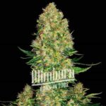 Skunk Kush