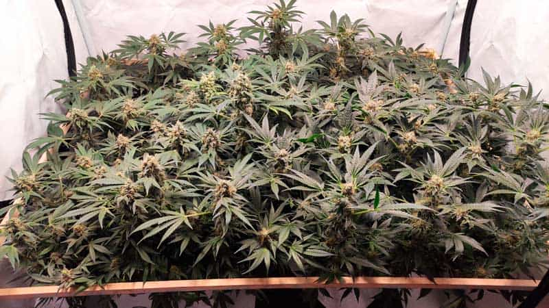 Defoliation Tangie Marijuana Plants