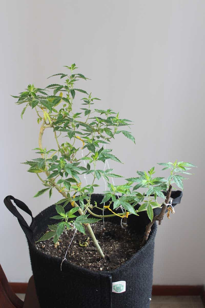 White Widow seeds