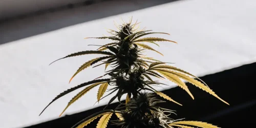 The Most Typical Cannabis Mutation
