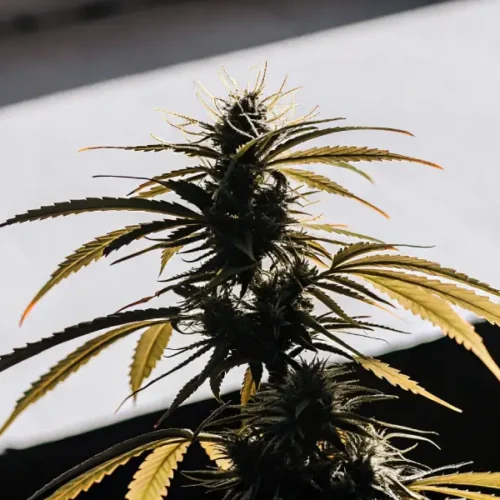 close-up of a mature cannabis flower with orange-tinged leaves in natural light
