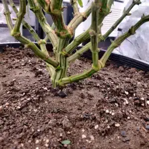 Black Jack feminized seeds plant base and main stalk structure in soil within a fabric grow container.