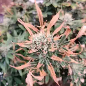 Black Jack feminized seeds flower head with frosty trichomes and colorful maturing leaves.