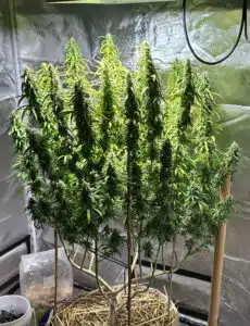Mature Thai Fantasy cannabis colas with dense flower clusters growing in a fabric pot with straw mulch.
