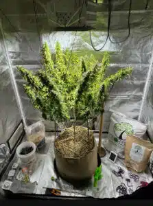 Top-down view of a Thai Fantasy cannabis plant flowering in a professional indoor setup with organic soil.