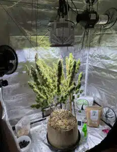 Thai Fantasy cannabis plant in full bloom showing tall stature and supported flowering branches indoors.