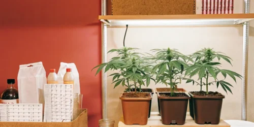 Best Fertilizer for Marijuana: Maximizing Your Harvest