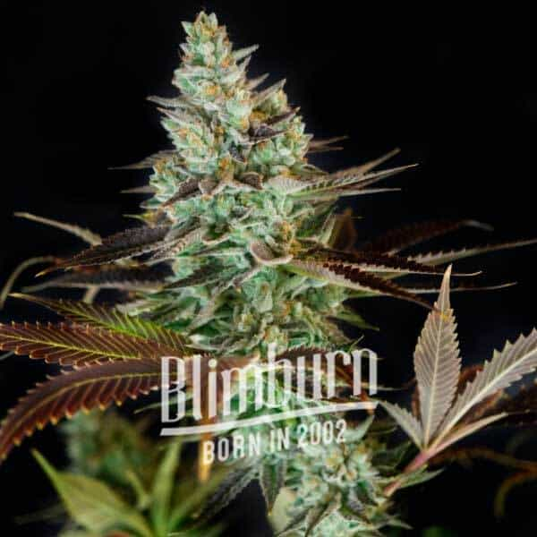 Clementine Strain 22 THC Buy Marijuana Seeds