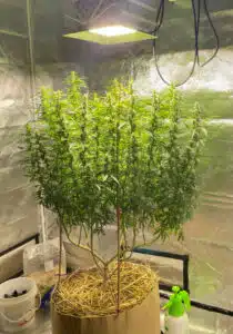 thai-fantasy-feminized-seeds-grow-gallery-1