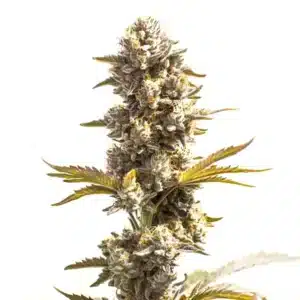 Close-up of a Purple Punch x Do-Si-Dos cannabis plant with dense frosty buds, purple hues and orange pistils.