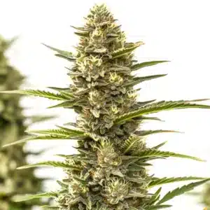 Sexxpot cannabis plant with frosty compact buds and amber pistils.