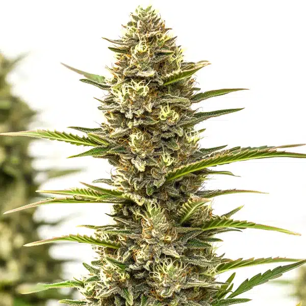 Sexxpot cannabis plant with frosty compact buds and amber pistils.