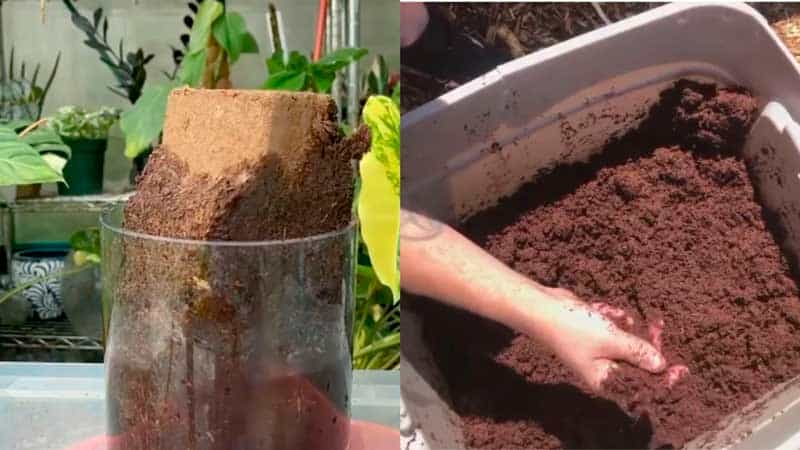 How to Grow Cannabis with Coco Coir