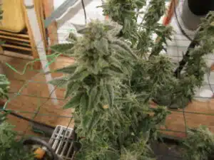 Resinous Super Silver Haze cannabis bud growing through a green trellis net in an indoor garden.