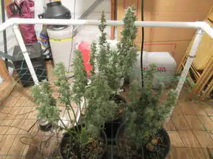 Super Silver Haze cannabis plants in late flowering stage with long colas supported by a trellis net.