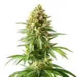 Bushy Afghan Kush x Blueberry bud with green leaves and dense, frosty trichomes.
