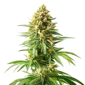 Bushy Afghan Kush x Blueberry bud with green leaves and dense, frosty trichomes.