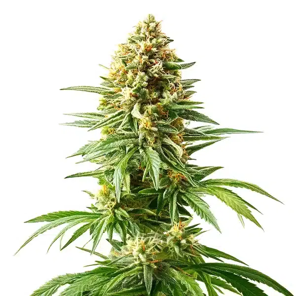 Bushy Afghan Kush x Blueberry bud with green leaves and dense, frosty trichomes.