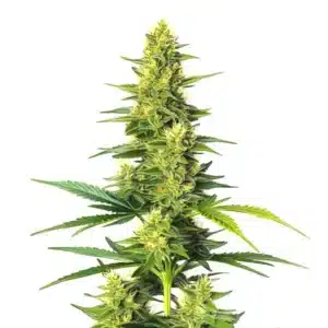 Auto CBD White Widow cannabis plant in full flowering stage with dense buds and bright green leaves.