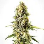 Cheese Cookies cannabis bud with frosty crystals, light green leaves, and dense orange pistils