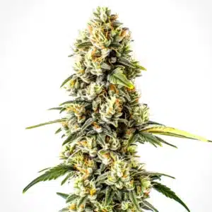 Cheese Cookies cannabis bud with frosty crystals, light green leaves, and dense orange pistils