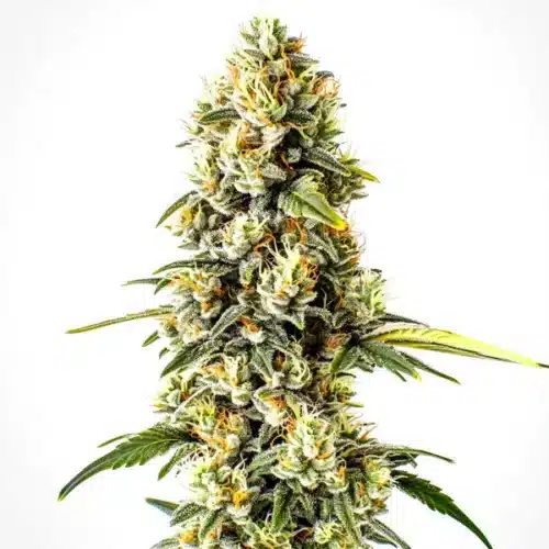 Cheese Cookies cannabis bud with frosty crystals, light green leaves, and dense orange pistils