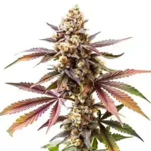 Gorilla Glue 4 x Zkittlez cannabis plant with frosty buds and purple-tinted leaves on a white background.