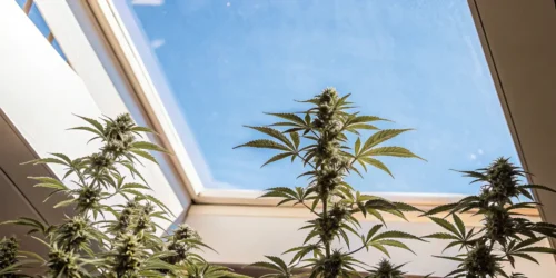 Perfect Light Times for Autoflowering Cannabis Plants