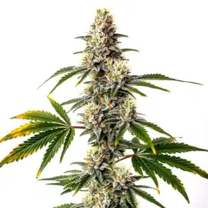 Strawberry Diesel cannabis plant with dense central cola and resin-coated buds against a white background.