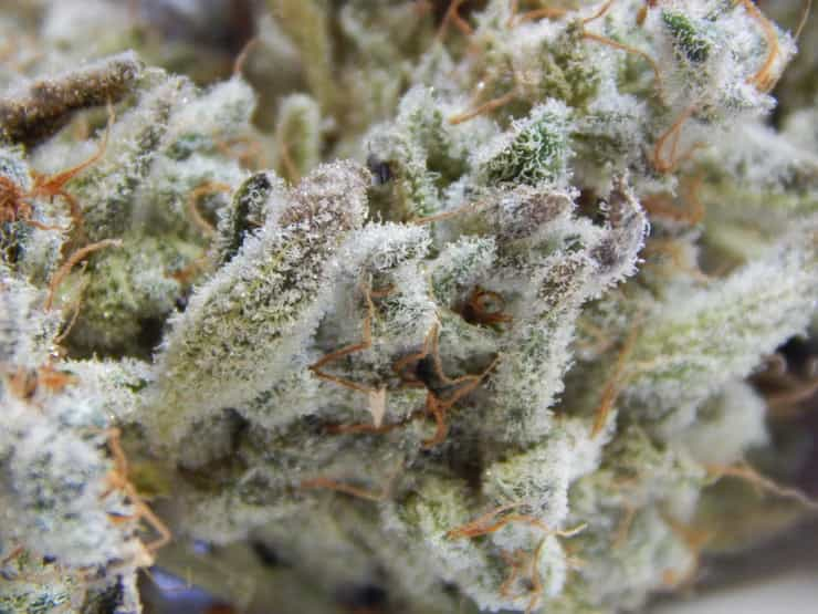 Trichome