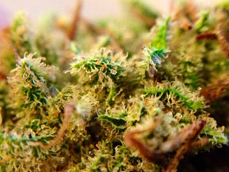 Tricks to increase trichomes in cannabis plants