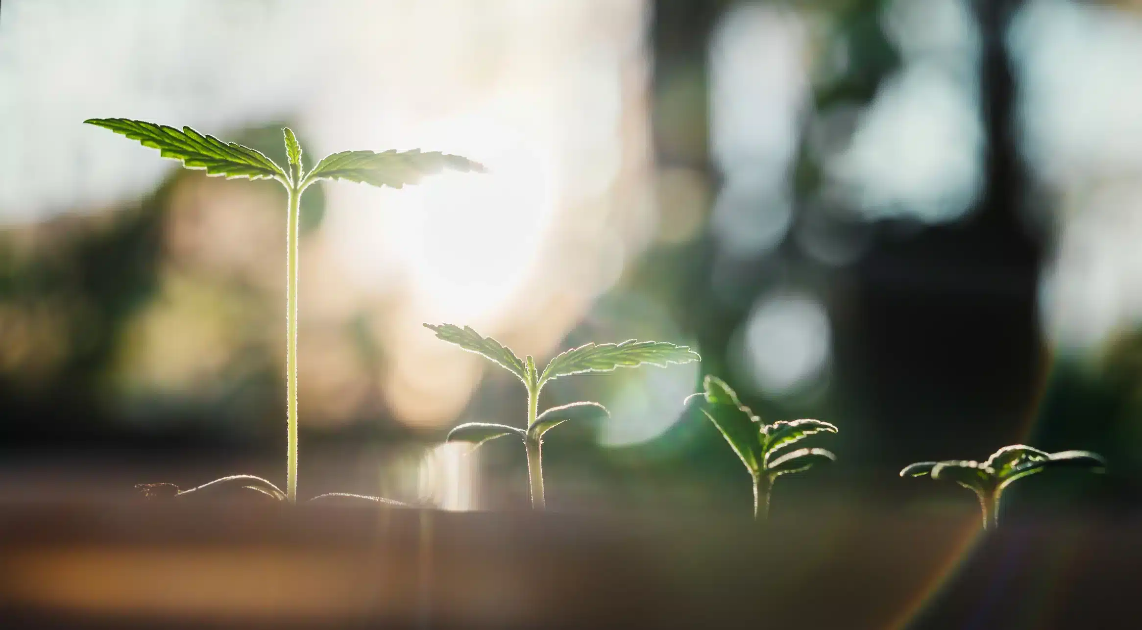 Cannabis seedlings under care