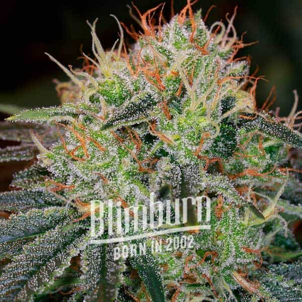 Fat Bastard Strain Strain 38% THC Buy Weed Seeds